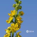 Deva fleur de bach Aigremoine - Agrimony Agrimonia eupatoria compte gtts 10 ml