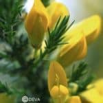 Deva fleurs de bach 13  Ajonc - Gorse Ulex europaeus compte gtts 10 ml