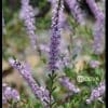 Deva Fleur de Bach Bruyere - Heather Calluna vulgaris compte gtts 10 ml