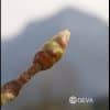 Deva Fleur de Bach 7 Bourgeons de Marronnier - Chestnut bud Aesculus hippocastanum compte gtts 10 ml