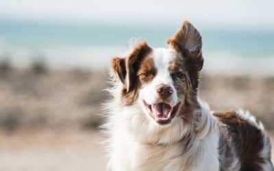 Anti-tiques naturel chien : guide complet pour protéger votre animal